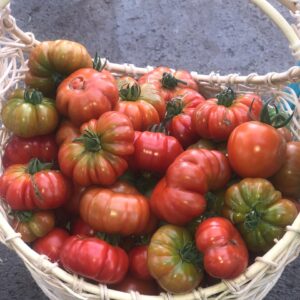 Mawar Tomatoes